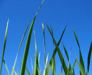 grashalme