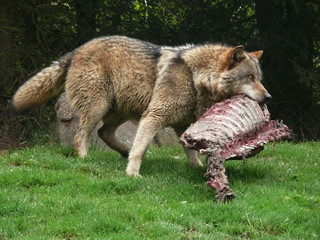 hungriger wolf