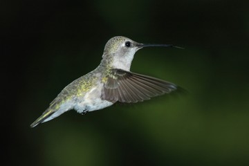 Fototapeta na wymiar hummingbird wings forward