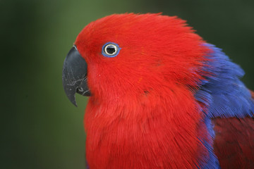 edelpapagei