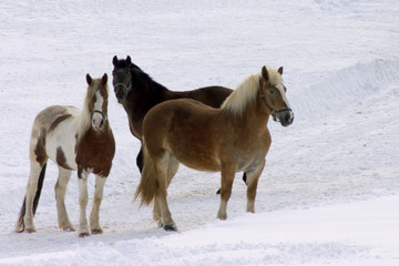 Obraz premium chevaux
