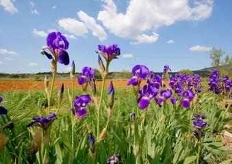 Crédence de cuisine en verre imprimé Iris iris bleus