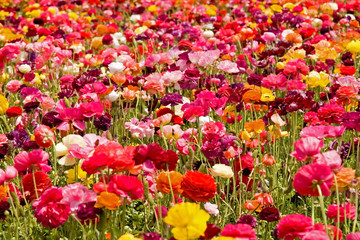 asiatic ranunculus flowers