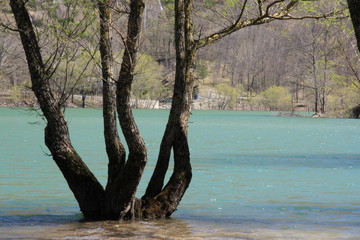 lac
