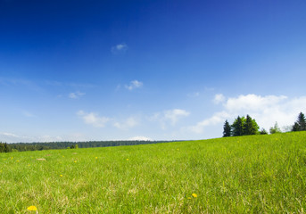 meadow with blue sky and clouds.