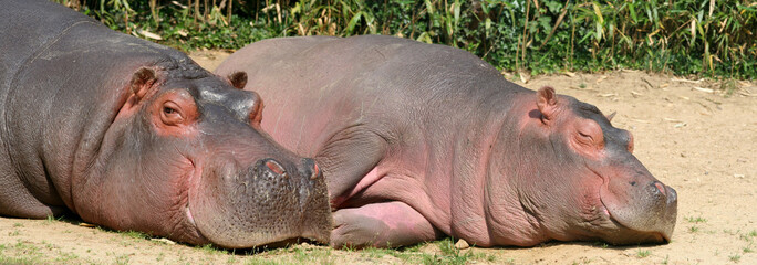 hippo panoramique