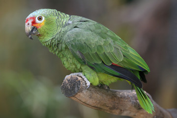 blaustirnamazone