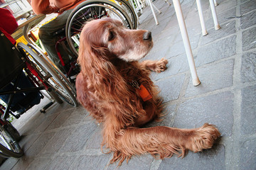 cane pelo lungo marrone vicino sedia a rotelle