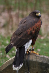 wüstenbussard 3