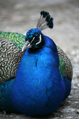 blauer pfau