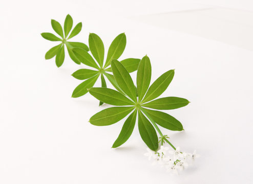 waldmeister dreibl&auml;ttrig