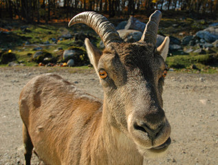 happy goat