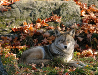 coyote