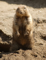 präriehund 4