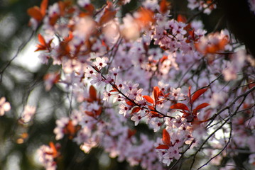 kirschblüte 1