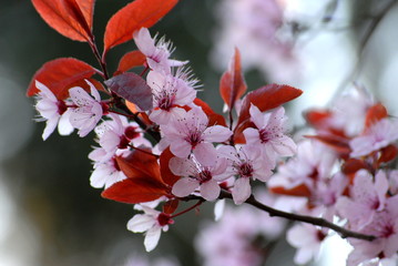 kirschblüte 2