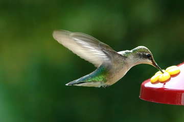 Fototapeta premium humming bird