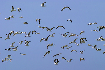 vol d'oiseaux