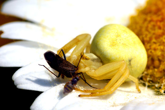 araign&eacute;e et sa proie