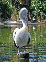 pelican standing on post