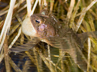 croaking