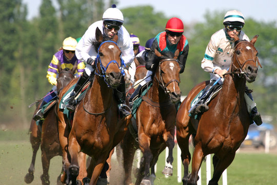 horses at racetrack