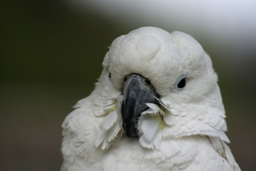 cacatua-porträt