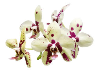 stem of orchids