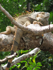 Fototapeta premium green iguana