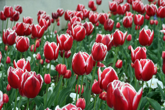 red tulips