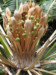 closeup of young baby coconuts in a tree top