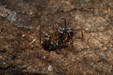 Ant fighting