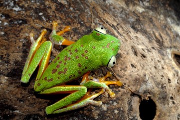 sapo