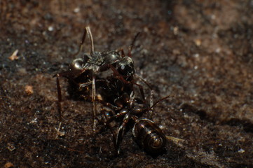 ants fighting
