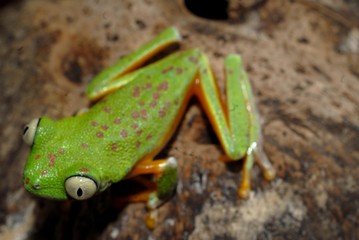 rana