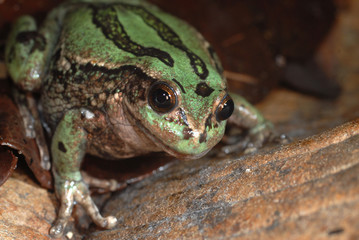 rana