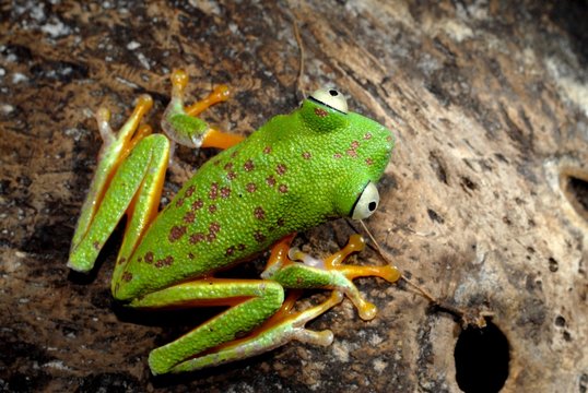 sapo
