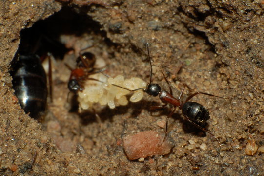 camponotus ants 2