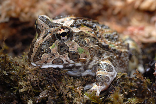 rana