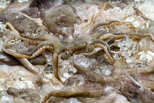 octopus on ice