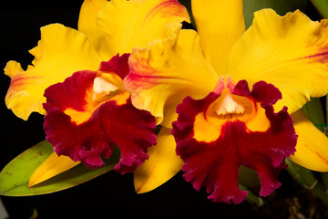 orchids flowers on black (cattleya hybrid)