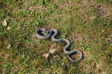 snake