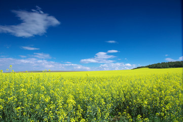 Obraz premium summer landscape
