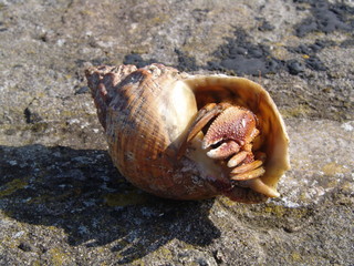 shell with crab, muschel mit krebs