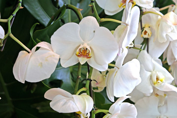 Fototapeta na wymiar domestic white orchid