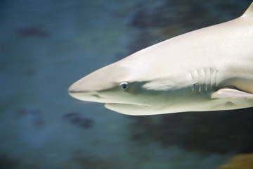 Naklejka premium hai