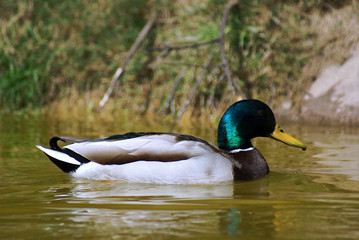 canard