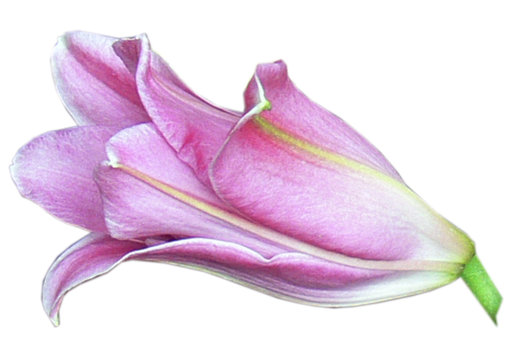lilly in pink