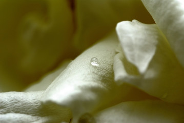 la goutte sur la rose blanche