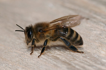 honeybee